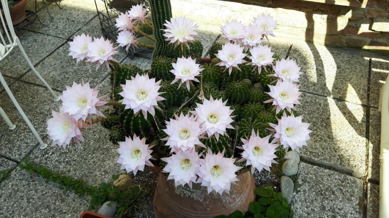Il Giardino Roccioso Bed & Breakfast Ravenna Luaran gambar